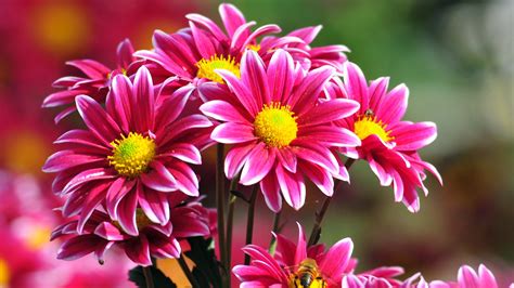 beautiful flowers images photos|beautiful flowers free images.